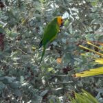 Parrots visiting during breakfast