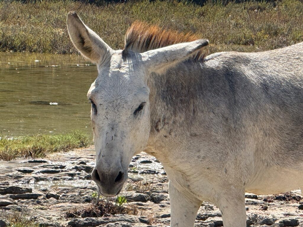 Island Donkey