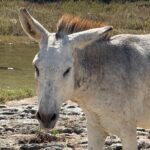 Island Donkey