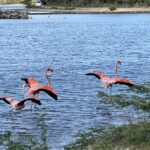 Flamingos