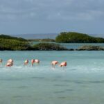 Flamingos