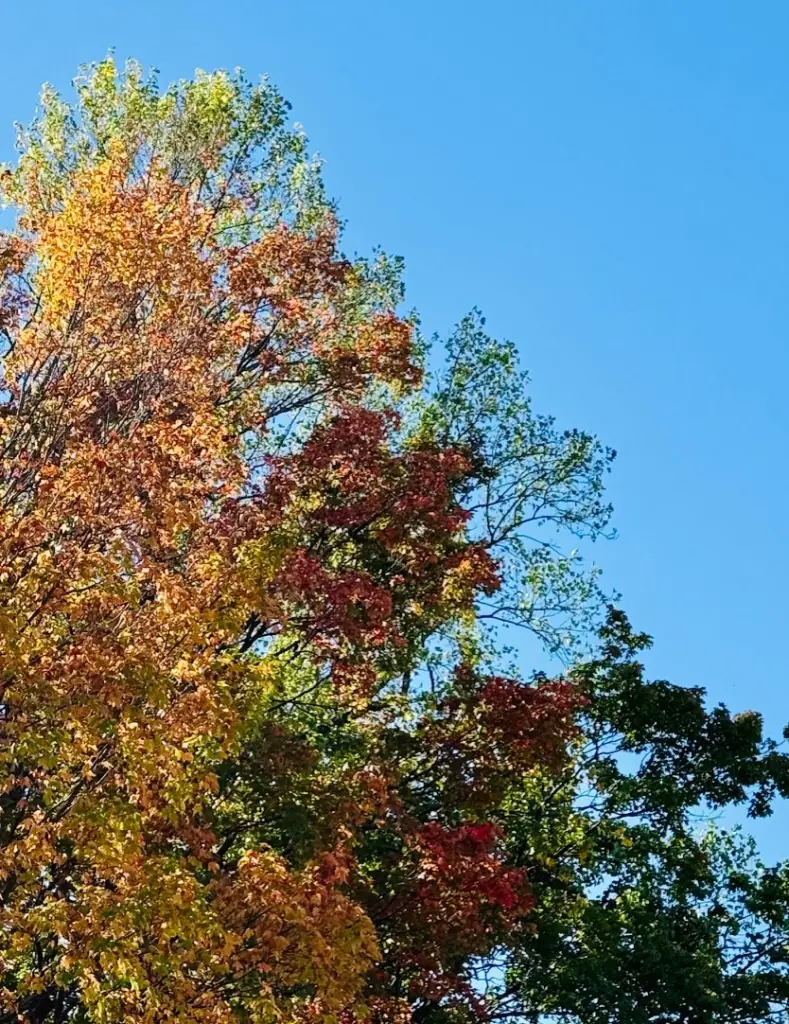 Beautiful autumn trees are the backdrop to an essay on intentionality
