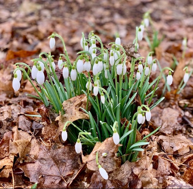 Clump of snowdrops fully emerged