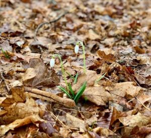 Snow drop emerging in spring through leaves