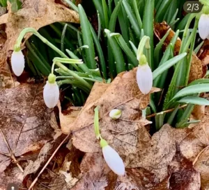 small clump of snowdrops emerging in spring