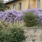 Cortona