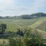 Vineyards in Montforte d'Alba