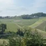 Vineyards in Montforte d'Alba