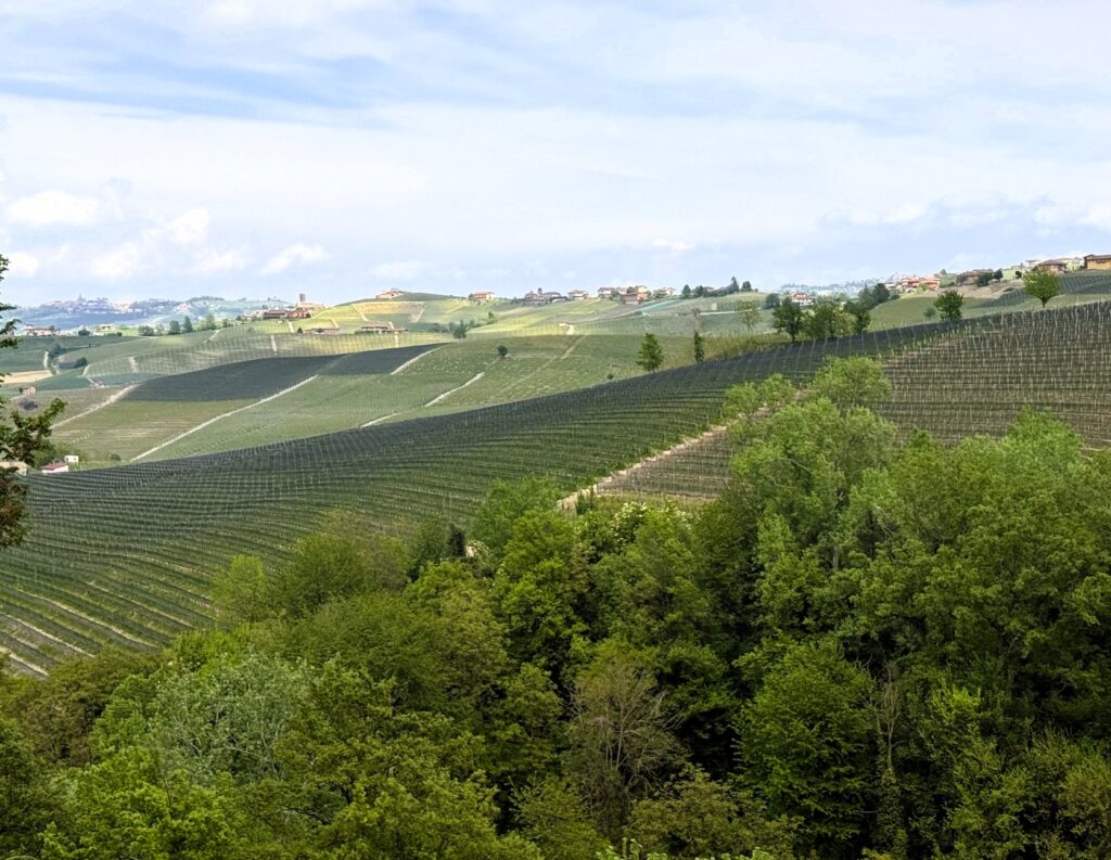 A Barolo vineyard in Piedmont