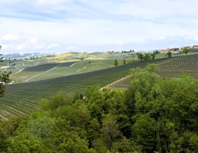 A Barolo vineyard in Piedmont
