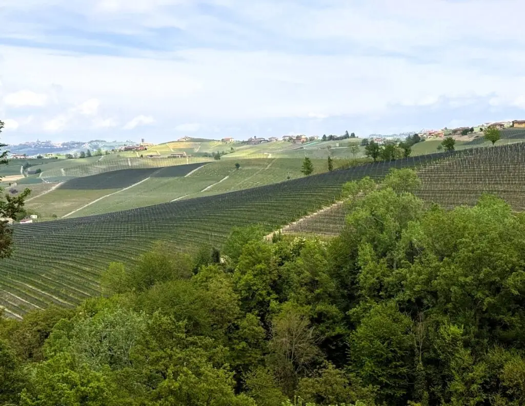 A Barolo vineyard in Piedmont