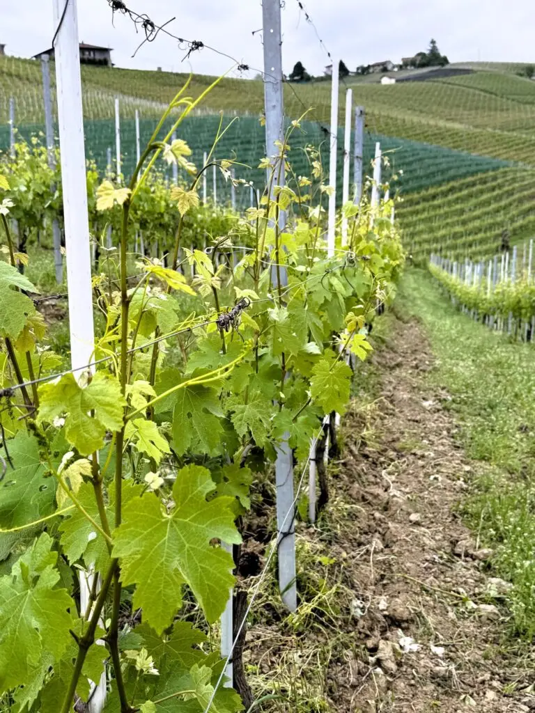 Vineyard Rows in Piedmont