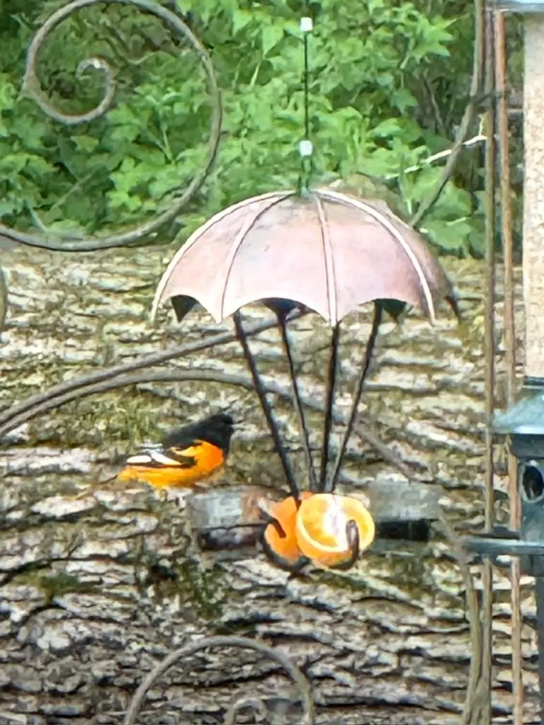 Oriole at feeder