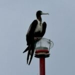 Magnificent Frigatebird