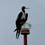 Magnificent Frigatebird