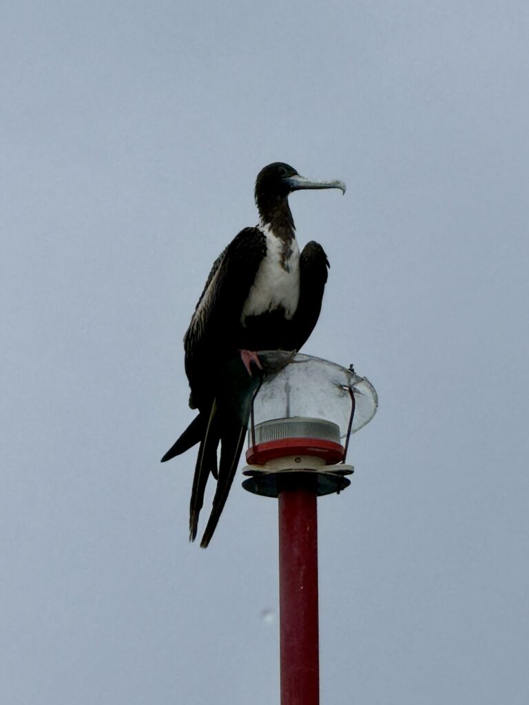 Magnificent Frigatebird