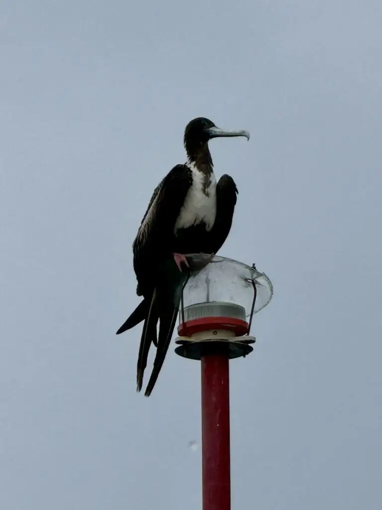 Magnificent Frigatebird