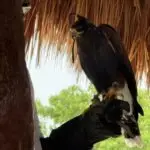 Falcon at Presidente Intercontinental