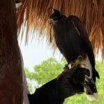 Falcon at Presidente Intercontinental