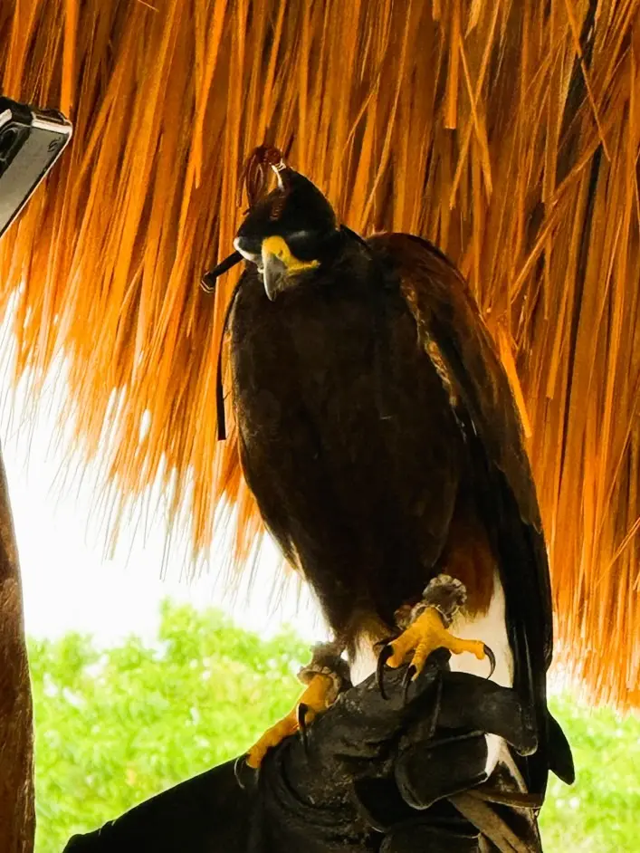 Hooded Falcom in Cozumel