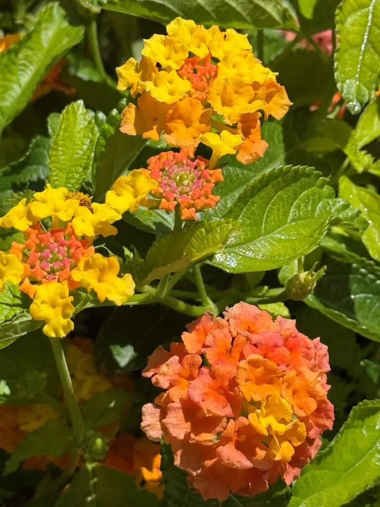 yellow and orange lantana featured in Sick and Tired blog post