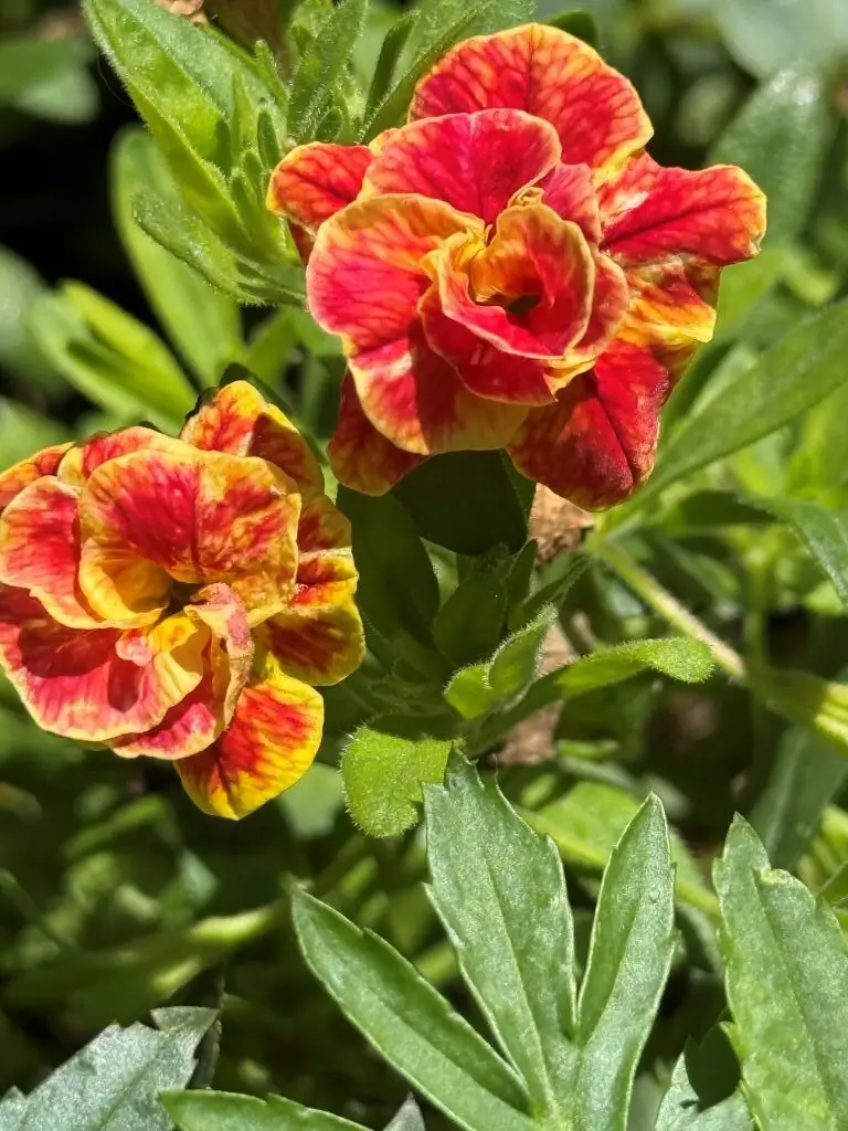 Yellow and orange flower
