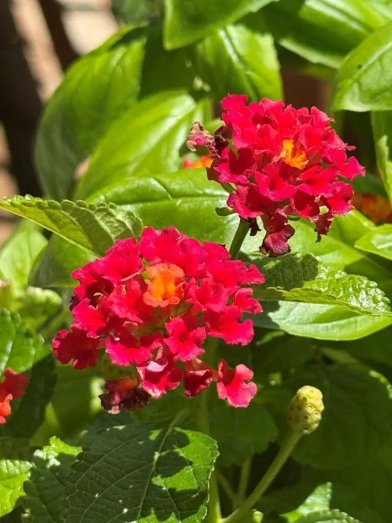Red lantana