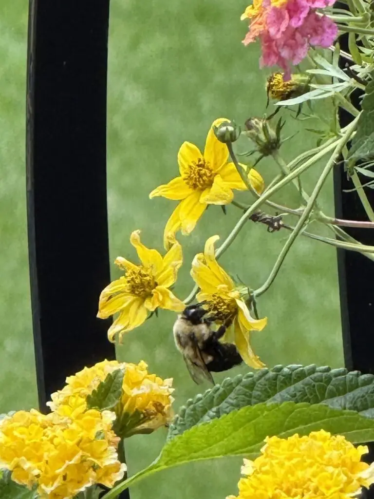 Pollinating bee on yellow flowers photo from Sick and Tired blog post