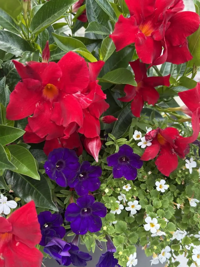 Red white and blue flower container