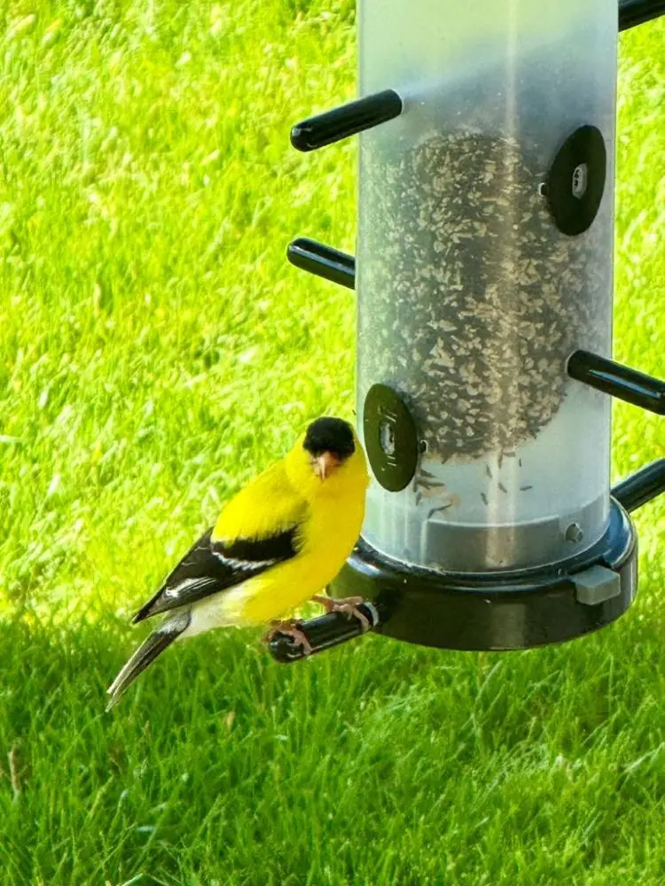Goldfinch at feeder
