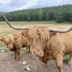 Shetland Cows in Scotland