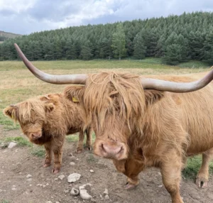 Shetland Cows in Scotland