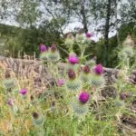 Wild thistle in the Highlands