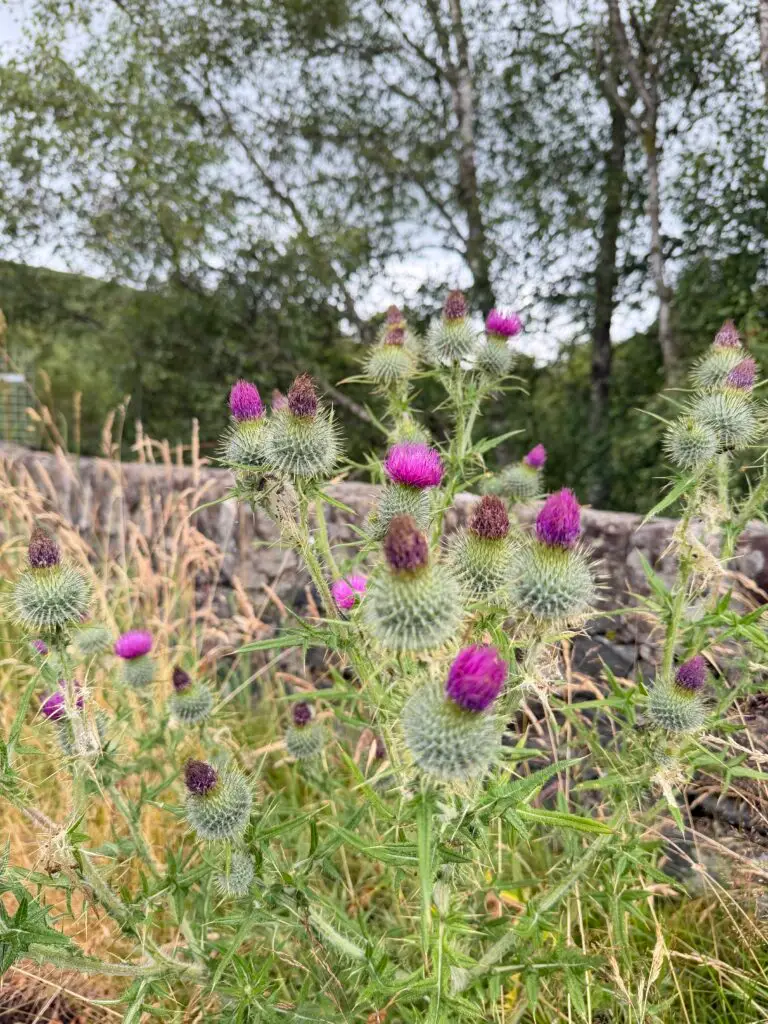 Wild thistle in the Highlands